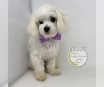 Small #1 Maltese