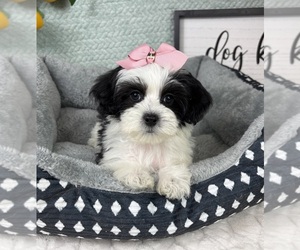 Maltipoo (Toy) Puppy for sale in FRANKLIN, IN, USA