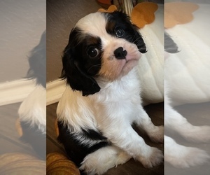 Cavalier King Charles Spaniel Puppy for sale in HELOTES, TX, USA