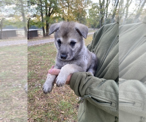 Medium Photo #15 Czech Wolfdog-German Shepherd Dog Mix Puppy For Sale in MIDDLETON, TN, USA