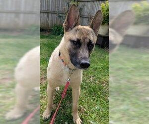 German Shepherd Dog-Unknown Mix Dogs for adoption in Newfoundland, PA, USA