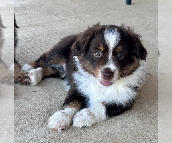Medium Photo #5 Miniature Australian Shepherd Puppy For Sale in CANTON, TX, USA