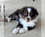 Small #4 Miniature Australian Shepherd