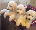 Small Photo #24 Poodle (Standard) Puppy For Sale in MANCHESTER, MI, USA