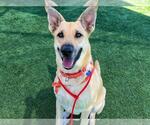 Small #4 German Shepherd Dog