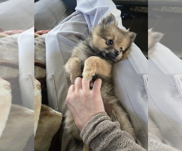 Medium Photo #3 Pomeranian Puppy For Sale in BRONSON, MI, USA