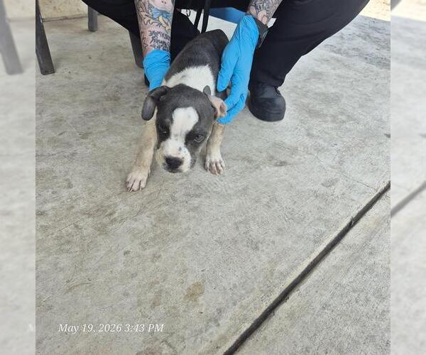 Medium Photo #1 American Staffordshire Terrier-Unknown Mix Puppy For Sale in San Antonio, TX, USA