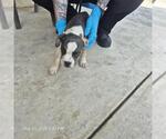 Small American Staffordshire Terrier Mix