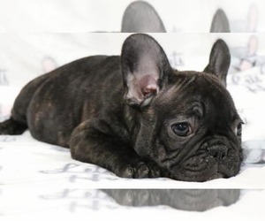 French Bulldog Puppy for sale in GLENDALE, CA, USA