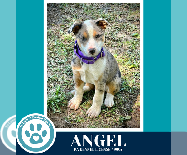 Medium Photo #4 Mutt Puppy For Sale in Kimberton, PA, USA