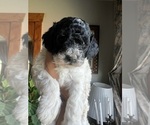 Small #12 English Cream Golden Retriever-Poodle (Miniature) Mix