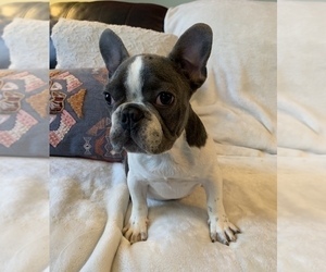 French Bulldog Puppy for sale in JOHNS ISLAND, SC, USA