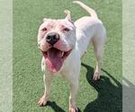 Small Photo #7 Bullypit Puppy For Sale in Rockwall, TX, USA