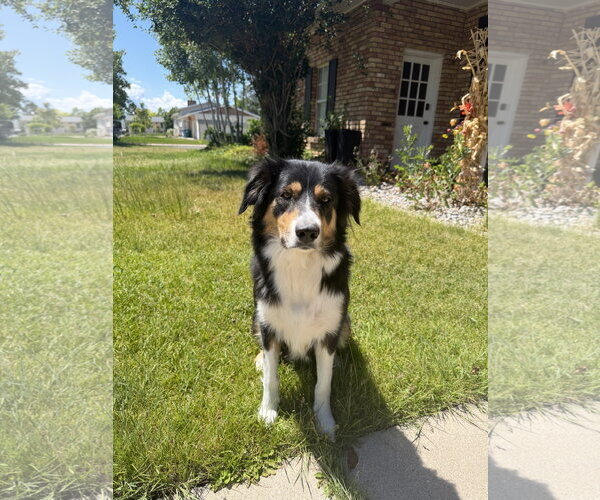 Medium Photo #1 Border-Aussie Puppy For Sale in Sandy, UT, USA