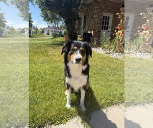 Border-Aussie Dogs for adoption in Sandy, UT, USA