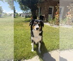 Small Border-Aussie
