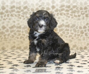 Miniature Bernedoodle Puppy for sale in DENVER, PA, USA