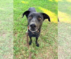 Harold - Male Labrador Retriever-Unknown Mix Dog for Adoption - Photo #3