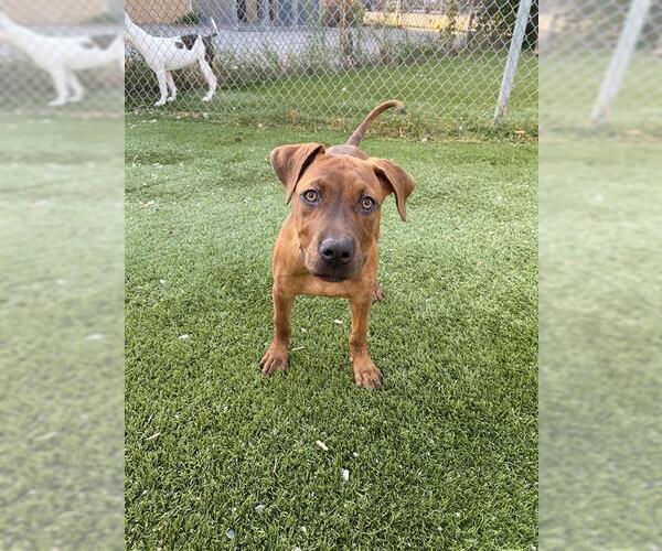 Medium Photo #1 Labrador Retriever-Rhodesian Ridgeback Mix Puppy For Sale in Toronto, Ontario, Canada