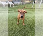 Small Labrador Retriever-Rhodesian Ridgeback Mix
