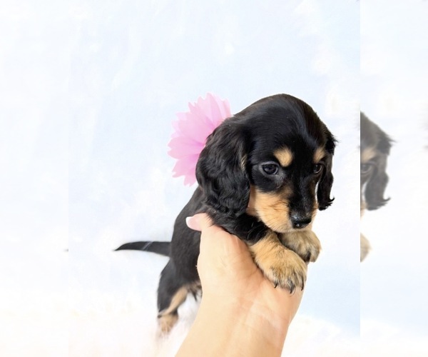 Medium Photo #4 Dachshund Puppy For Sale in DAVIS, CA, USA