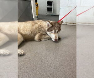 Siberian Husky Dogs for adoption in San Bernardino, CA, USA