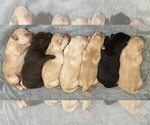 Puppy Black Male Labrador Retriever