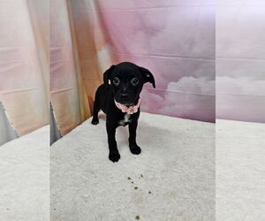 Dachshund-Unknown Mix Dogs for adoption in Metairie, LA, USA