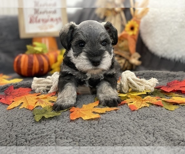 Medium Photo #3 Schnauzer (Miniature) Puppy For Sale in BOISE, ID, USA