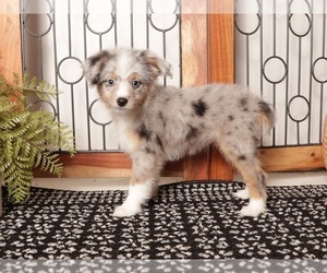 Medium Aussie-Poo
