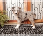 Puppy 1 Aussie-Poo