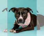 Small #1 American Pit Bull Terrier-Labrador Retriever Mix