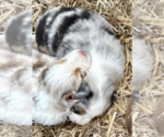 Puppy Millie Australian Shepherd