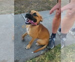 Small #1 Boxer