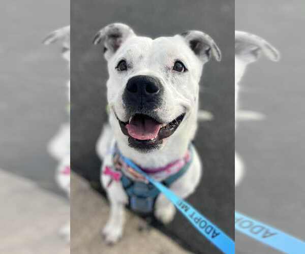 Medium Photo #1 American Staffordshire Terrier-Unknown Mix Puppy For Sale in phoenix, AZ, USA