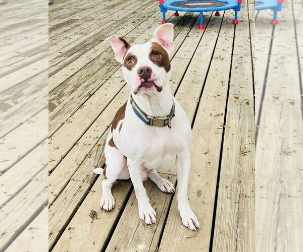 Medium Photo #8 American Pit Bull Terrier-Unknown Mix Puppy For Sale in Germantown, OH, USA