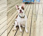 Small #7 American Pit Bull Terrier Mix
