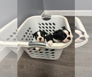 Boston Terrier Puppy for sale in GRAY, GA, USA