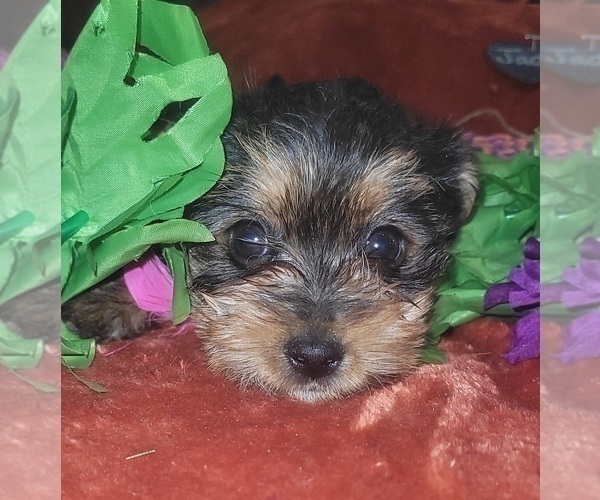 Medium Photo #59 Yorkshire Terrier Puppy For Sale in AKRON, OH, USA