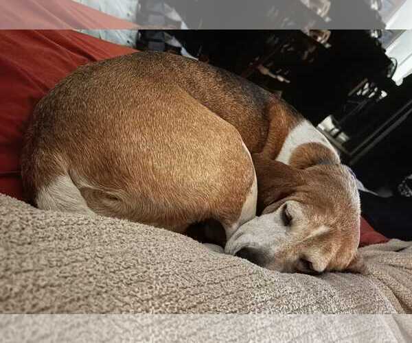 Medium Photo #9 Beagle-Unknown Mix Puppy For Sale in Dunnellon, FL, USA