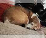 Small #8 Beagle Mix