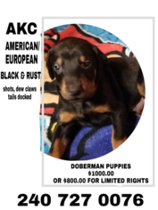 Doberman Pinscher Puppy for sale in CUMBERLAND, MD, USA