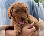 Small #2 Goldendoodle (Miniature)