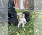 Small Photo #7 Labrador Retriever Puppy For Sale in EDEN VALLEY, MN, USA