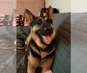 German Shepherd Dog Dogs for adoption in La Grange , NC, USA
