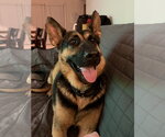 Small German Shepherd Dog