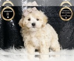 Small Photo #4 Maltipoo Puppy For Sale in WARSAW, IN, USA