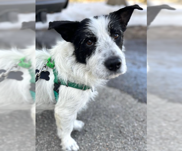 Medium Photo #5 Mutt Puppy For Sale in Cranston, RI, USA