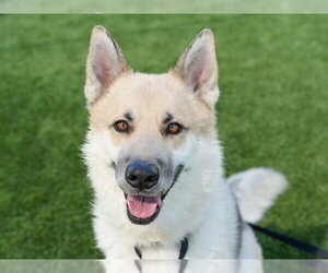 MAILMAN - Male Siberian Husky Dog for Adoption - Photo #3