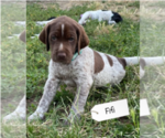 Puppy Ophelia Pointer
